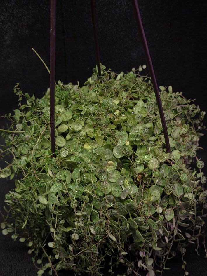 String of Turtles (Very Mature Specimen) #02