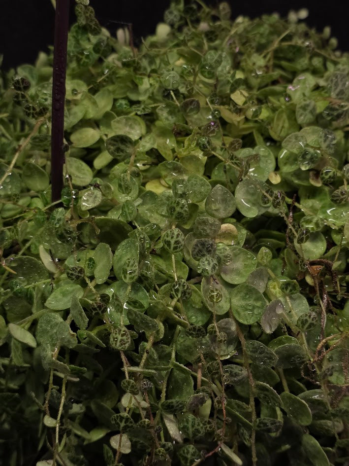 String of Turtles (Very Mature Specimen) #02