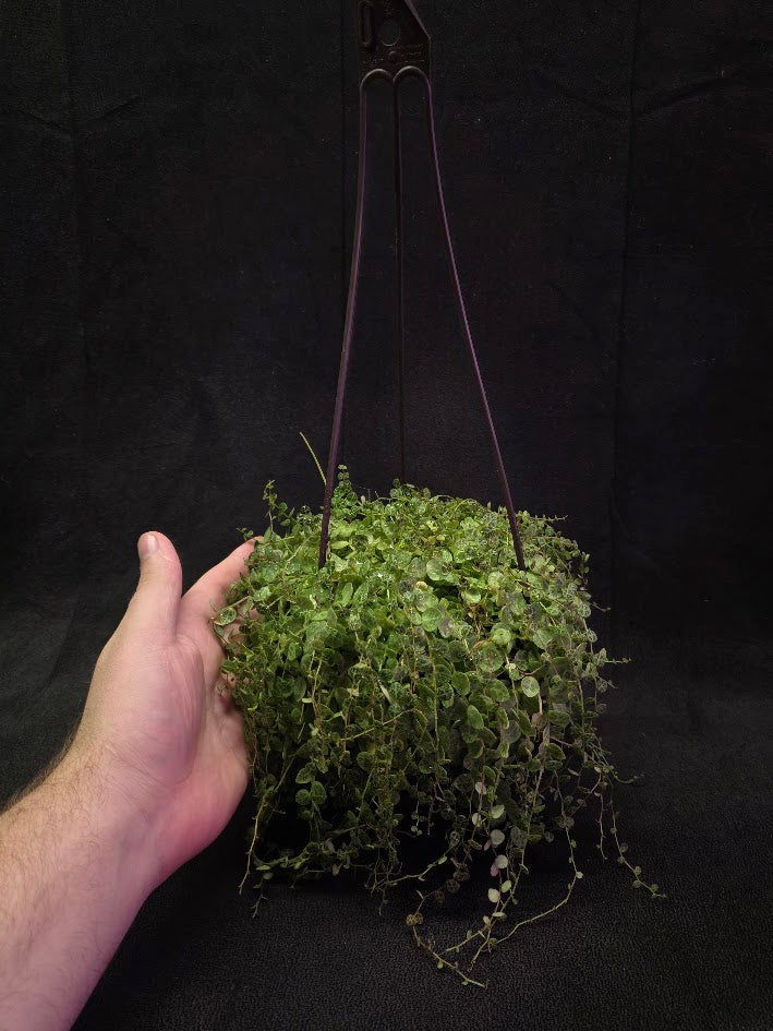 String of Turtles (Very Mature Specimen) #02