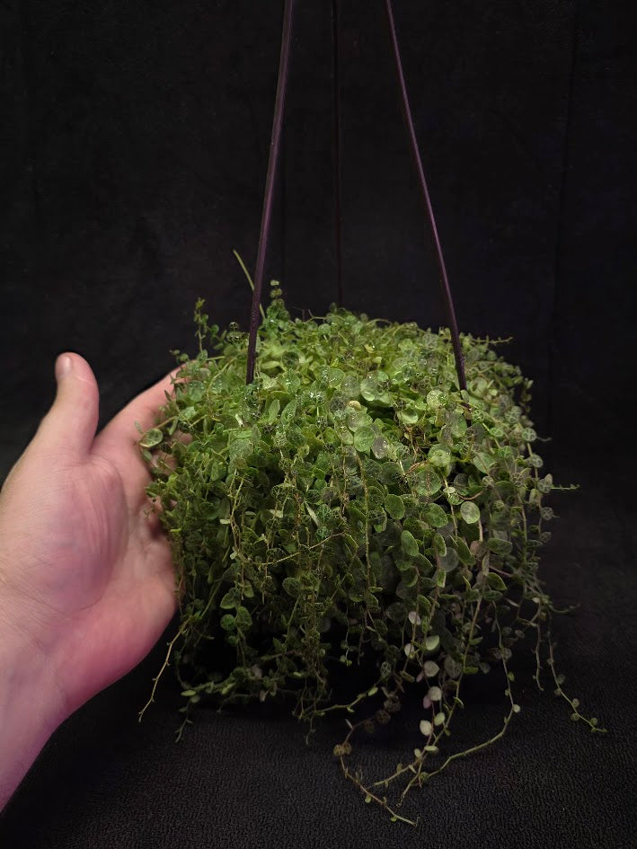 String of Turtles (Very Mature Specimen) #02