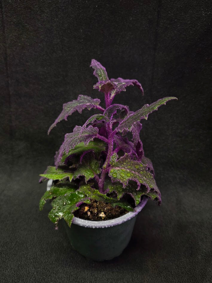Purple Passion Plant (Gynura Aurantiaca) #01