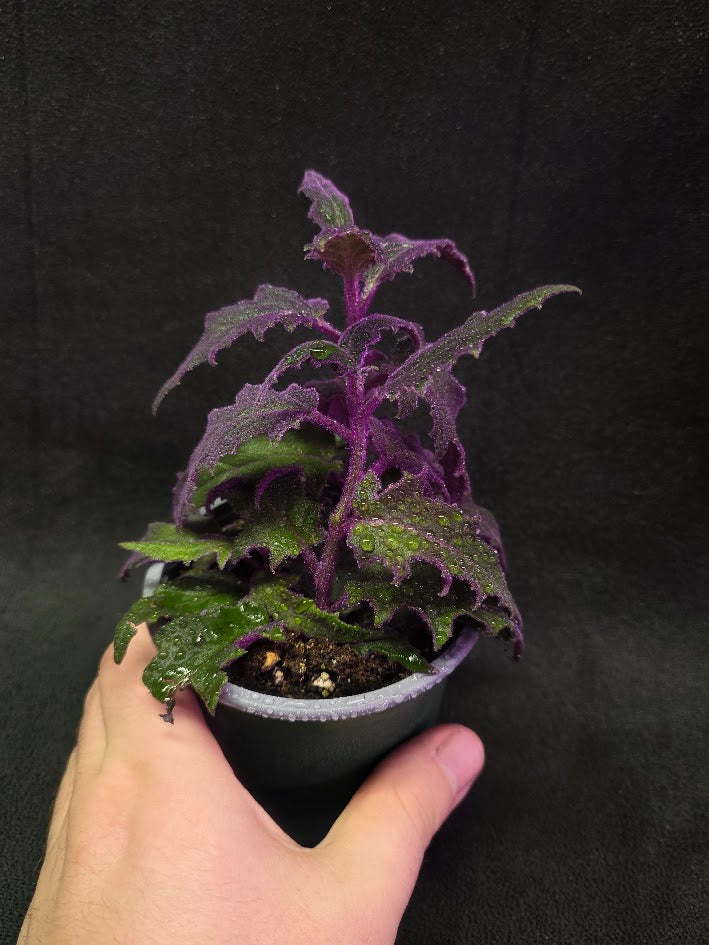 Purple Passion Plant (Gynura Aurantiaca) #01
