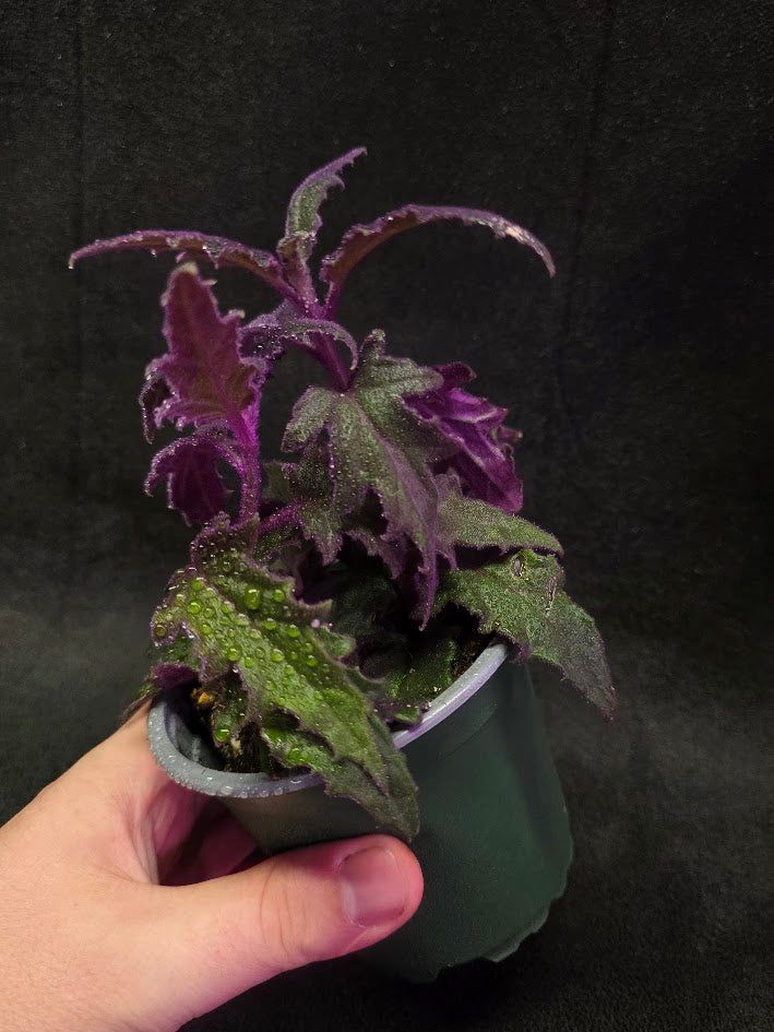 Purple Passion Plant (Gynura Aurantiaca) #01