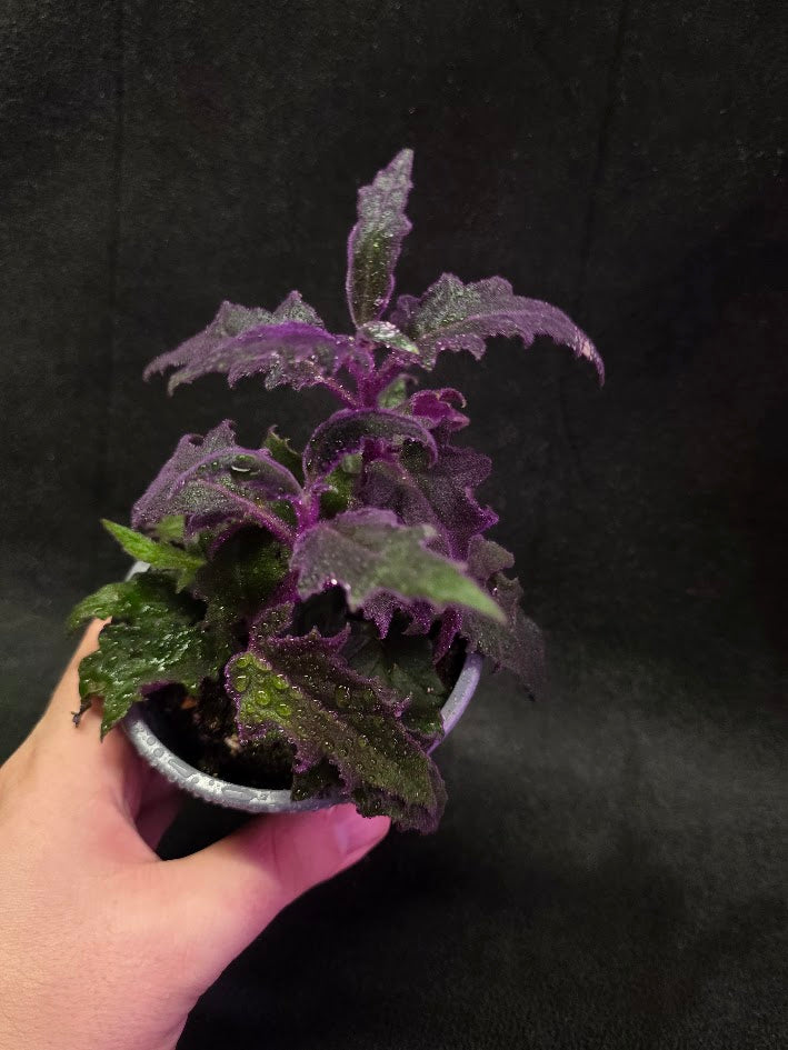 Purple Passion Plant (Gynura Aurantiaca) #01