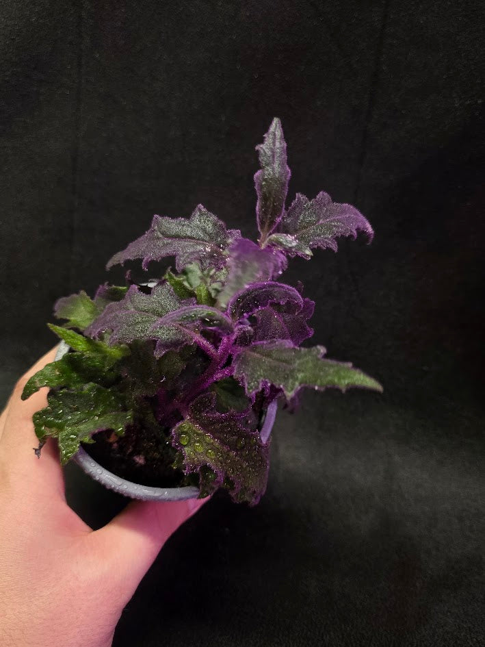 Purple Passion Plant (Gynura Aurantiaca) #01