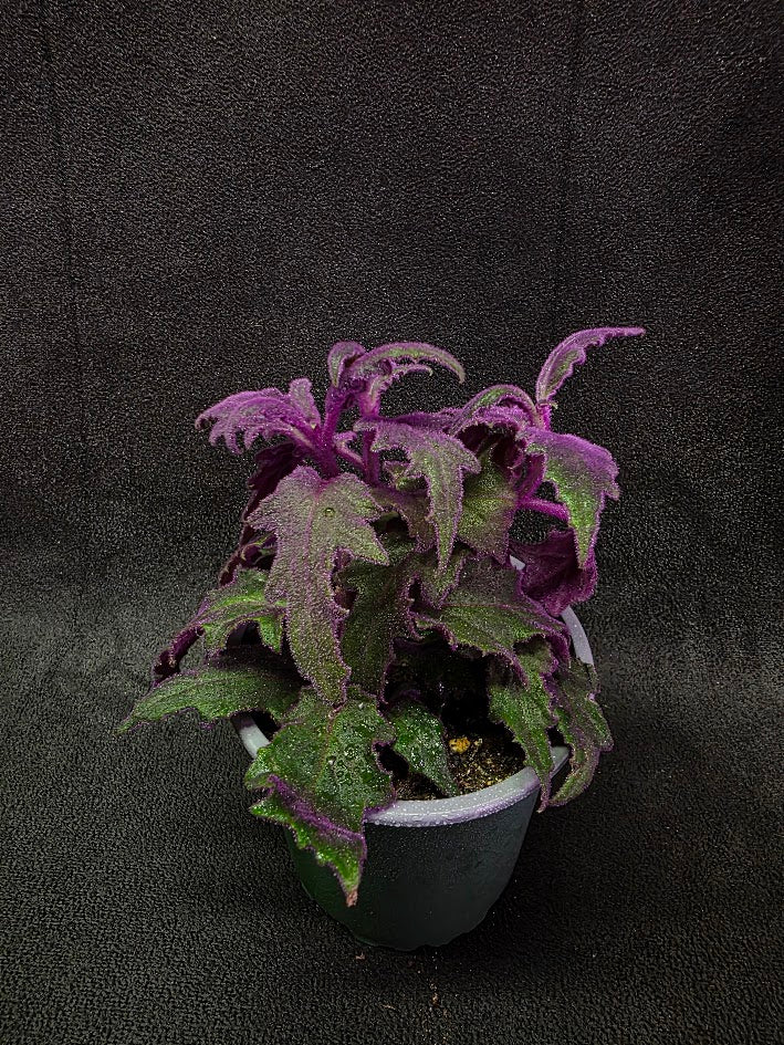 Purple Passion Plant (Gynura Aurantiaca) #05