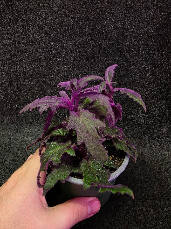 Purple Passion Plant (Gynura Aurantiaca) #05