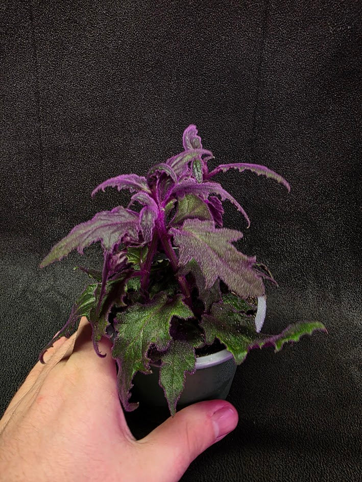 Purple Passion Plant (Gynura Aurantiaca) #05