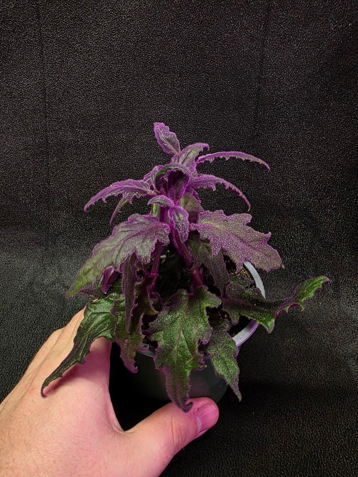 Purple Passion Plant (Gynura Aurantiaca) #05