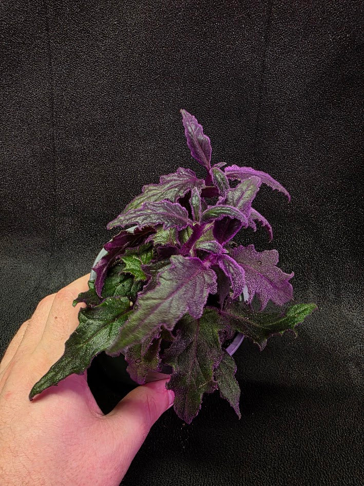 Purple Passion Plant (Gynura Aurantiaca) #05