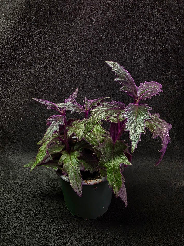 Purple Passion Plant (Gynura Aurantiaca) #06