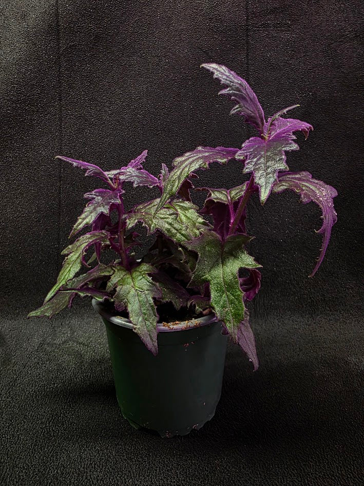Purple Passion Plant (Gynura Aurantiaca) #06