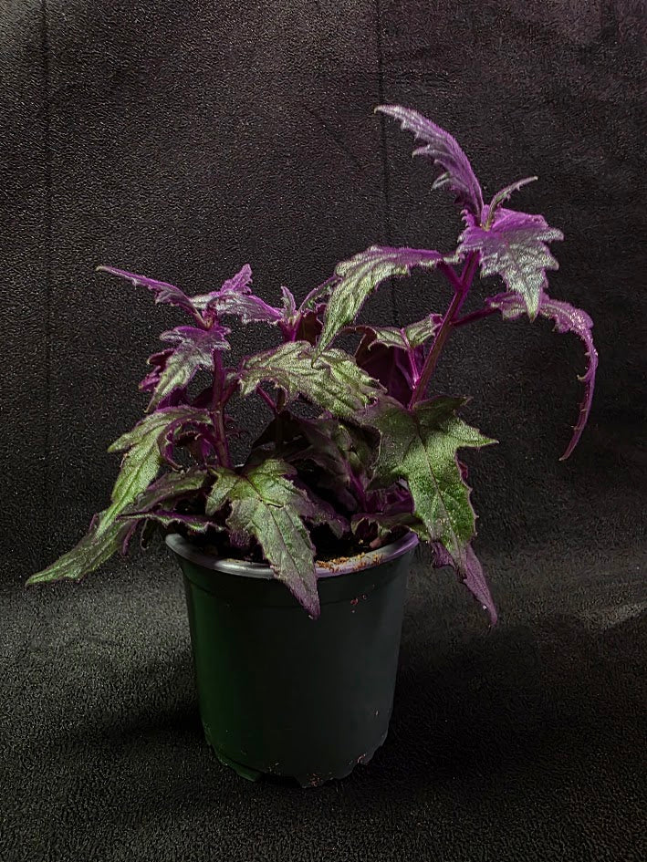 Purple Passion Plant (Gynura Aurantiaca) #06