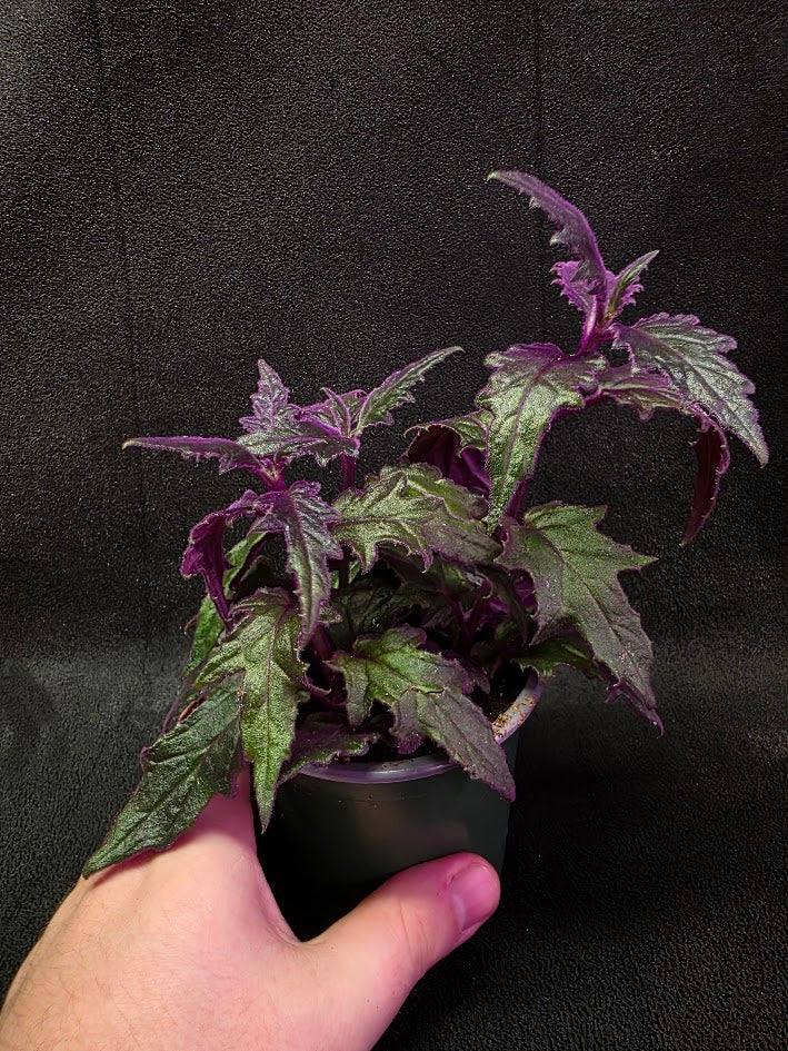 Purple Passion Plant (Gynura Aurantiaca) #06