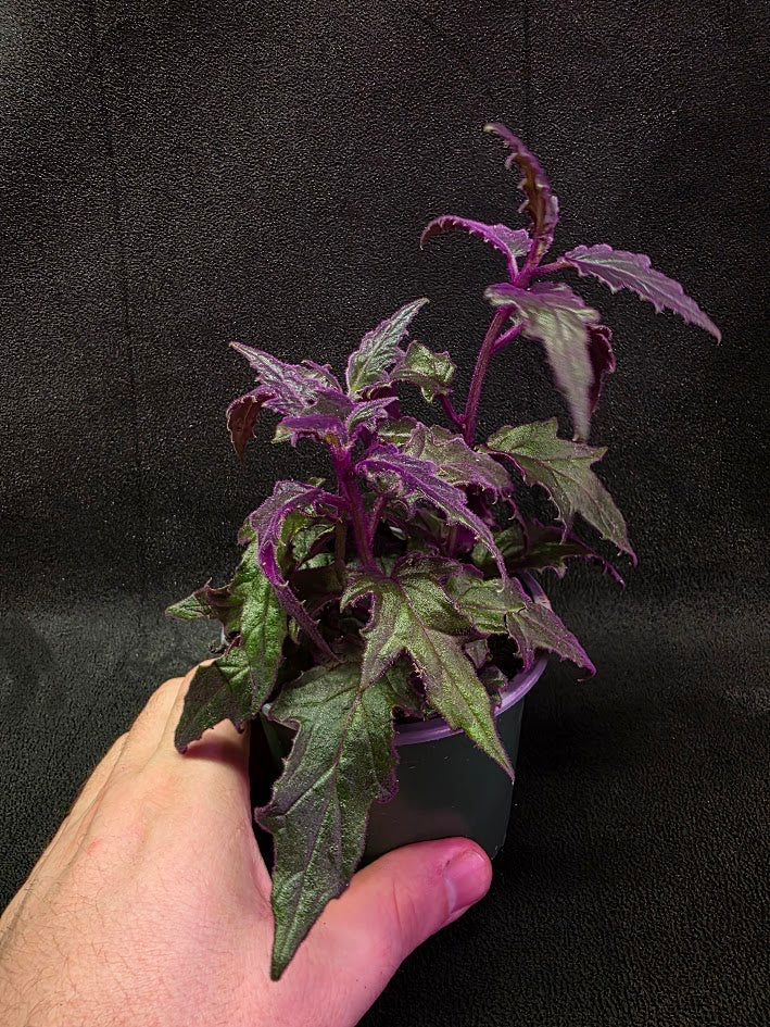 Purple Passion Plant (Gynura Aurantiaca) #06