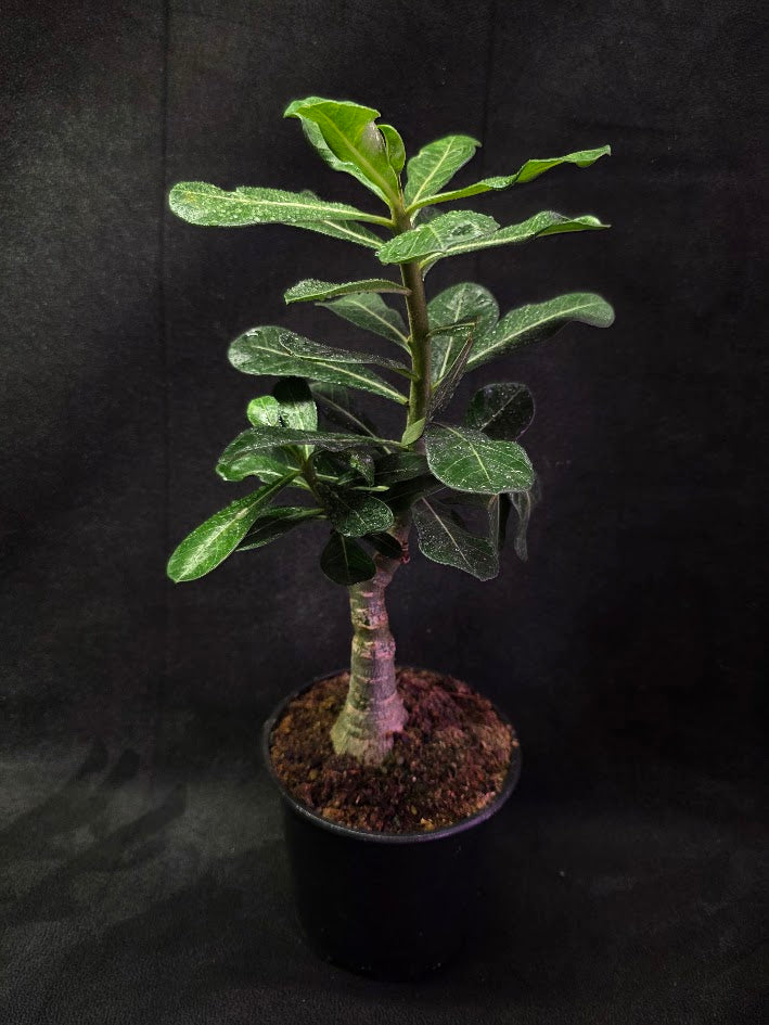 Desert Rose (Adenium Arabicum) #01