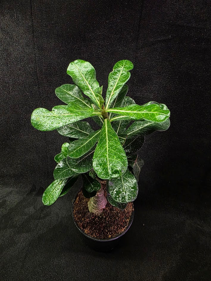 Desert Rose (Adenium Arabicum) #01