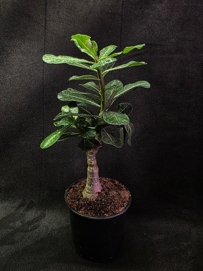 Desert Rose (Adenium Arabicum) #01
