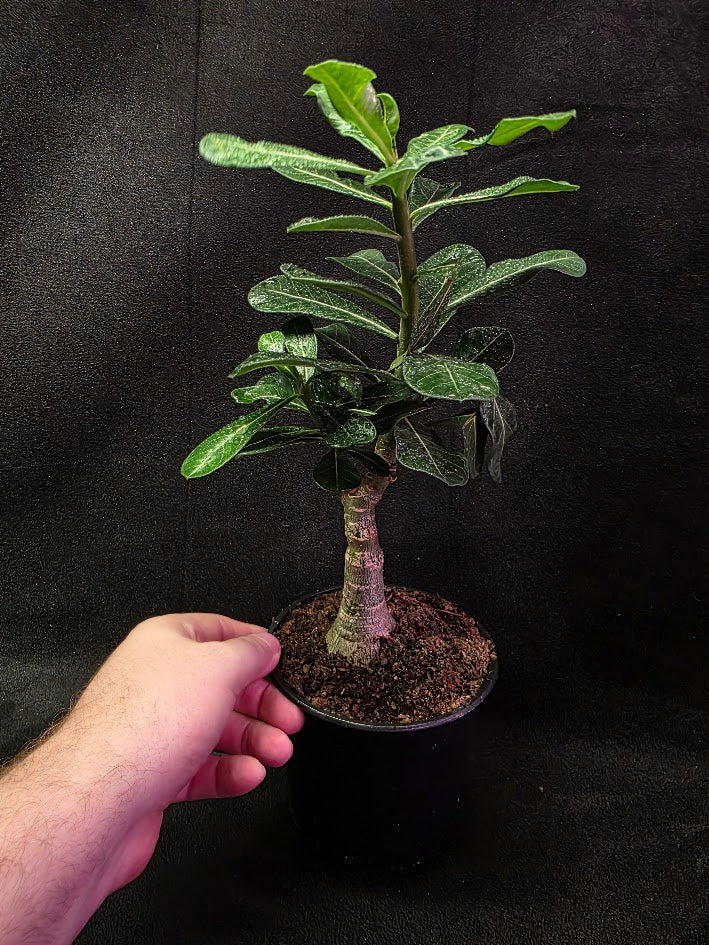 Desert Rose (Adenium Arabicum) #01