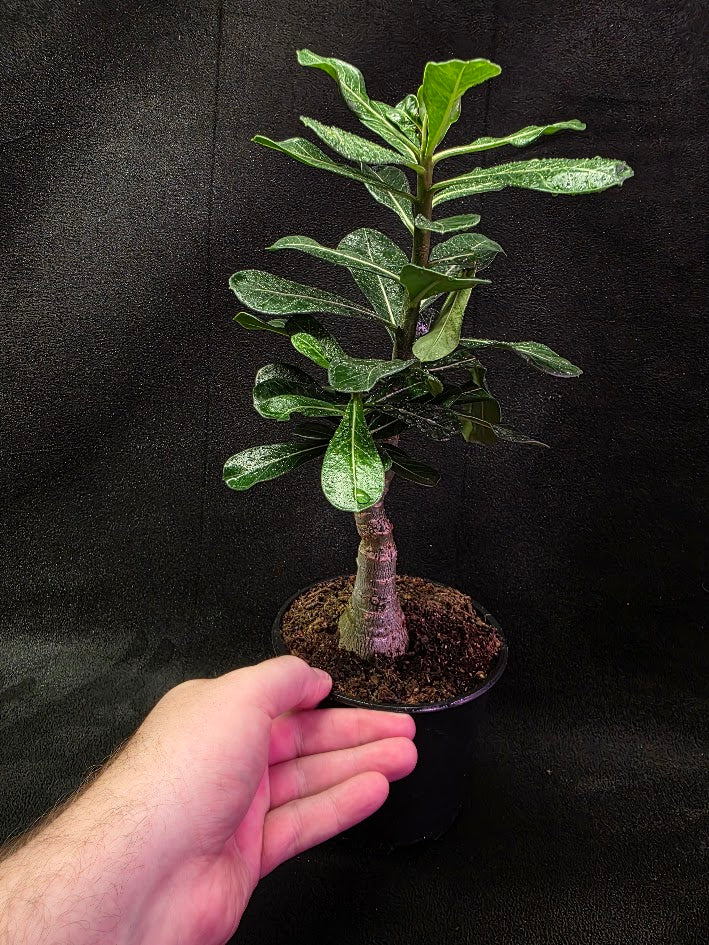 Desert Rose (Adenium Arabicum) #01