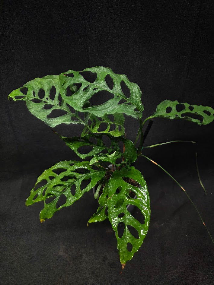 Monstera Obliqua Peru #01
