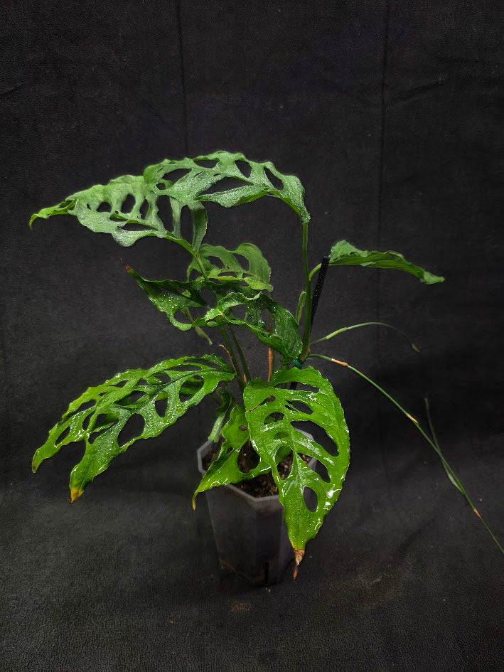 Monstera Obliqua Peru #01
