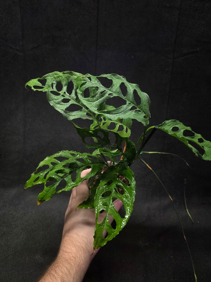 Monstera Obliqua Peru #01