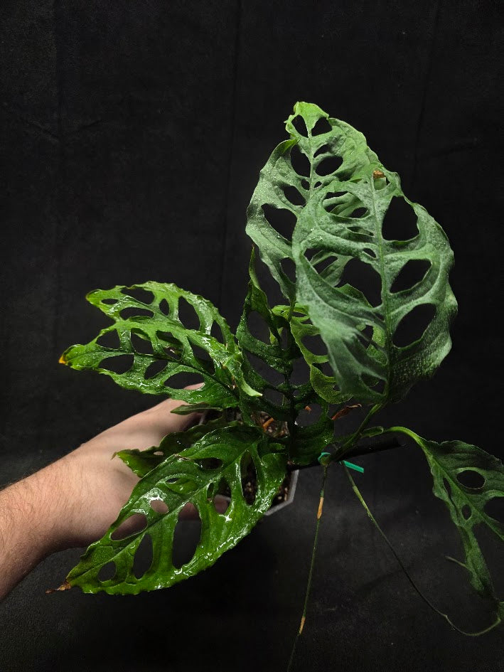 Monstera Obliqua Peru #01