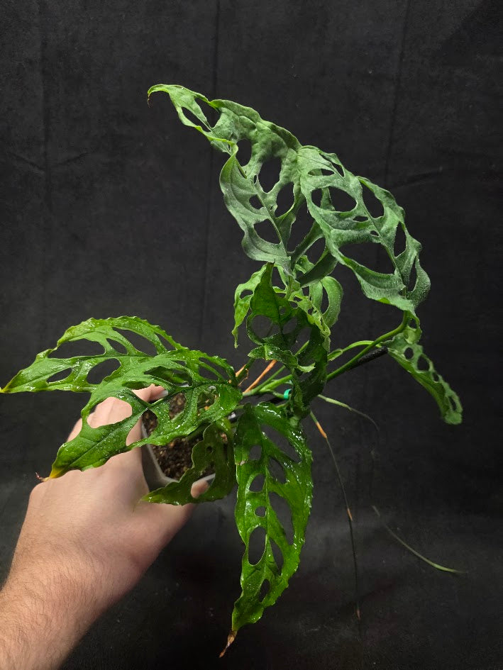 Monstera Obliqua Peru #01