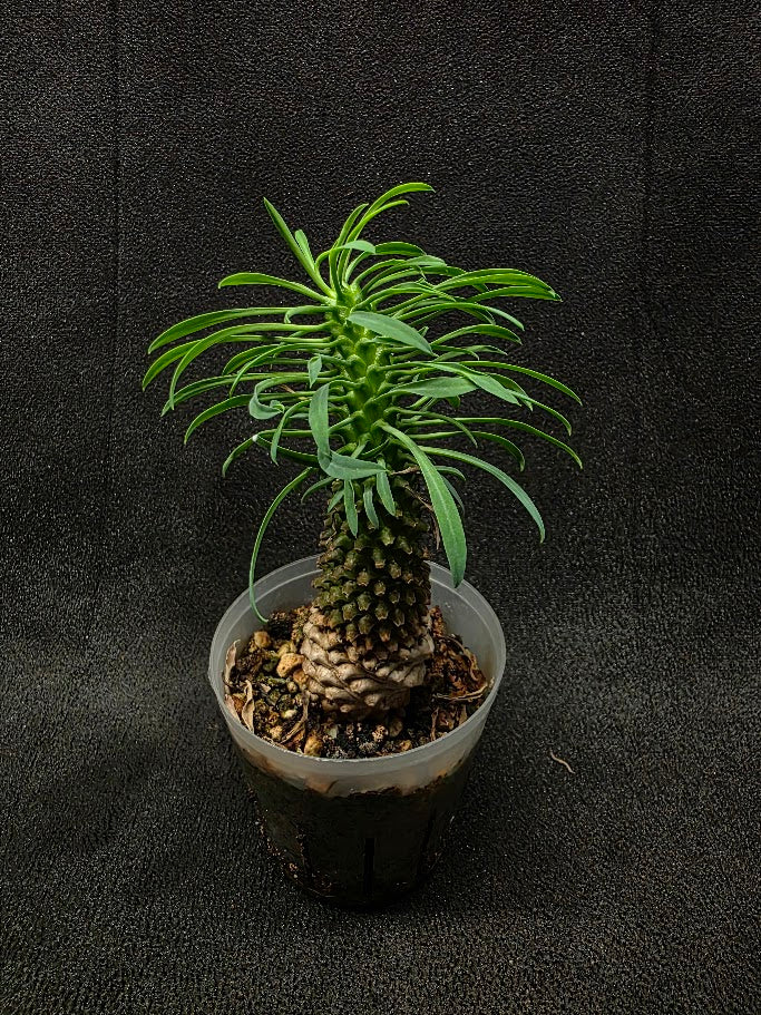Euphorbia Bupleurifolia Caudex #02