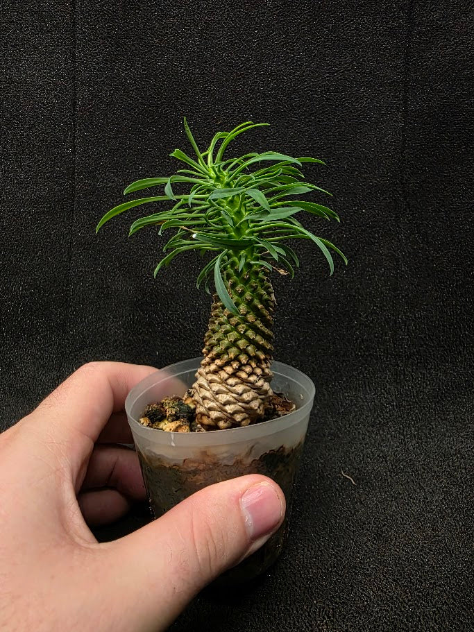 Euphorbia Bupleurifolia Caudex #02