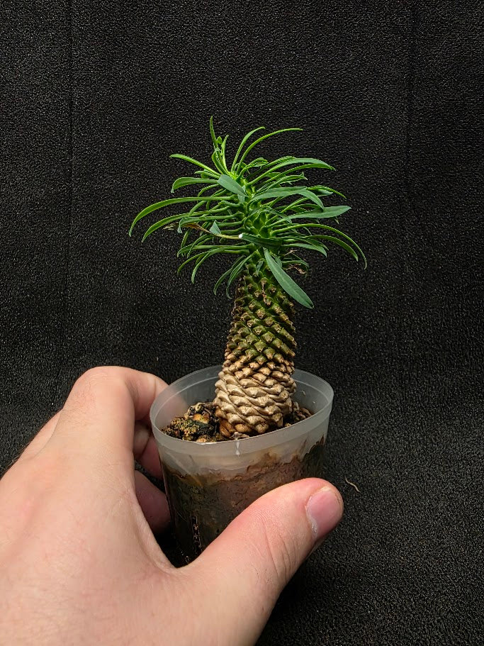 Euphorbia Bupleurifolia Caudex #02