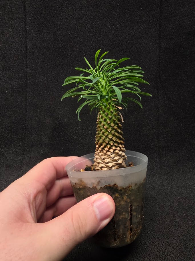 Euphorbia Bupleurifolia Caudex #02