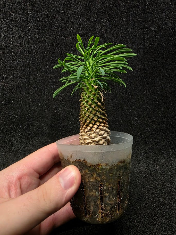 Euphorbia Bupleurifolia Caudex #02