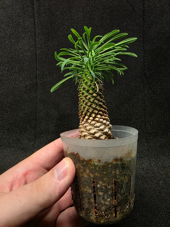 Euphorbia Bupleurifolia Caudex #02