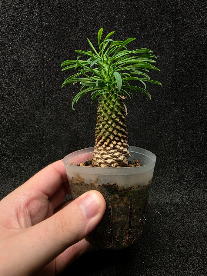 Euphorbia Bupleurifolia Caudex #02