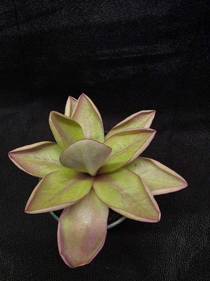 Pinguicula Razzberry Blonde #05