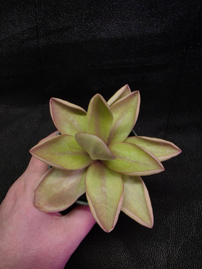 Pinguicula Razzberry Blonde #05