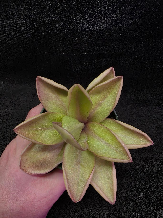 Pinguicula Razzberry Blonde #05