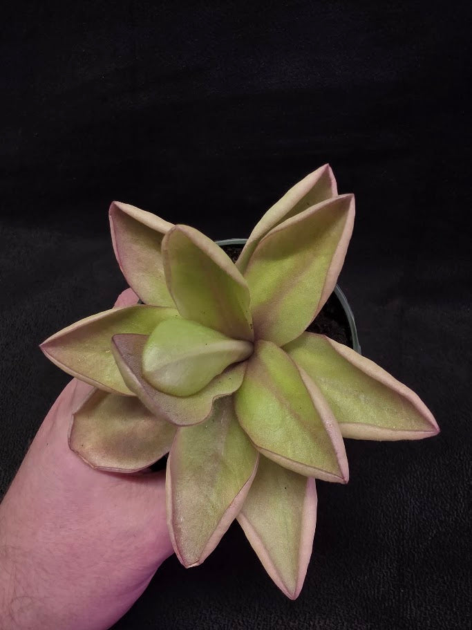 Pinguicula Razzberry Blonde #05