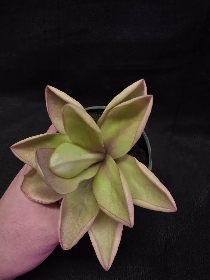 Pinguicula Razzberry Blonde #05