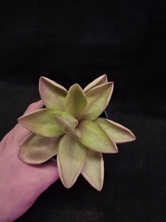 Pinguicula Razzberry Blonde #05
