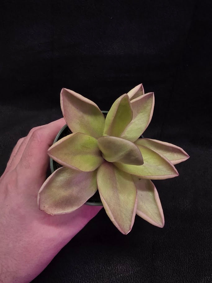 Pinguicula Razzberry Blonde #05