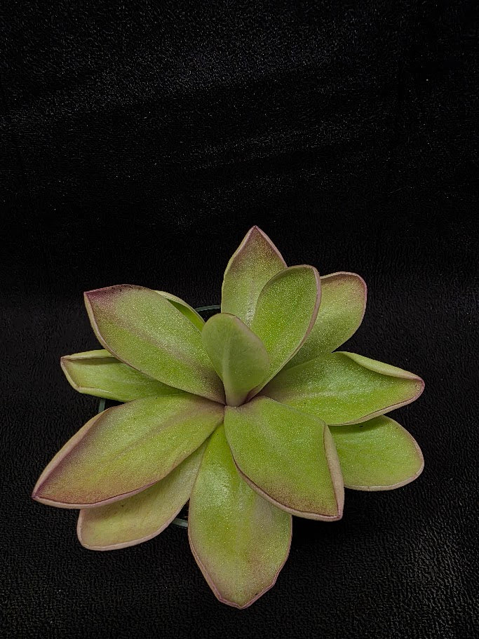 Pinguicula Razzberry Blonde #06