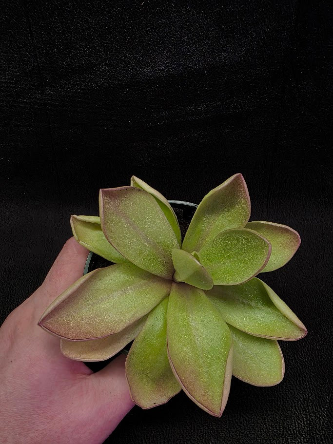 Pinguicula Razzberry Blonde #06
