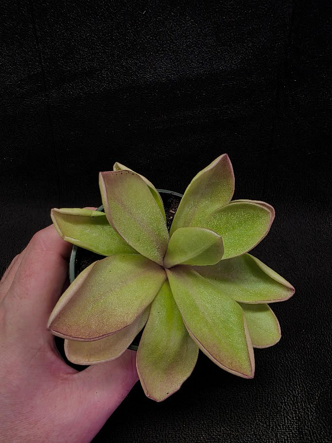 Pinguicula Razzberry Blonde #06