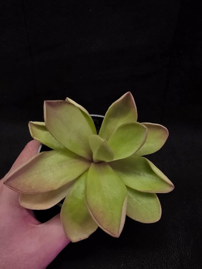 Pinguicula Razzberry Blonde #06