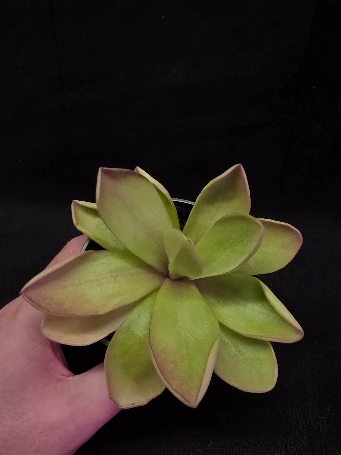 Pinguicula Razzberry Blonde #06
