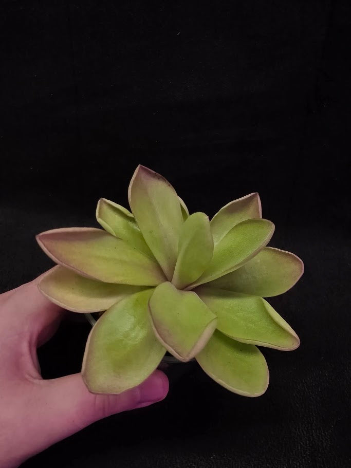 Pinguicula Razzberry Blonde #06