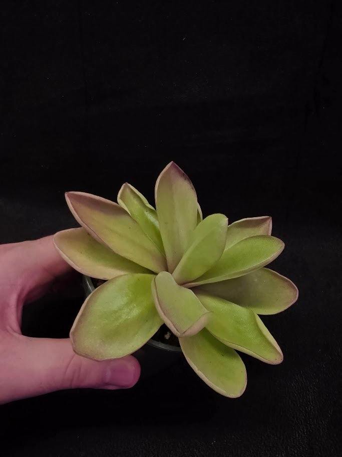 Pinguicula Razzberry Blonde #06